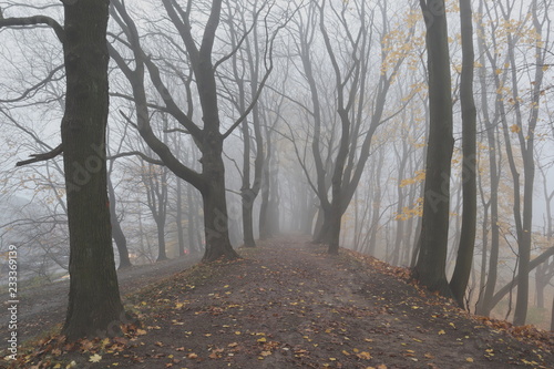 Path in a forest covered with mist. 