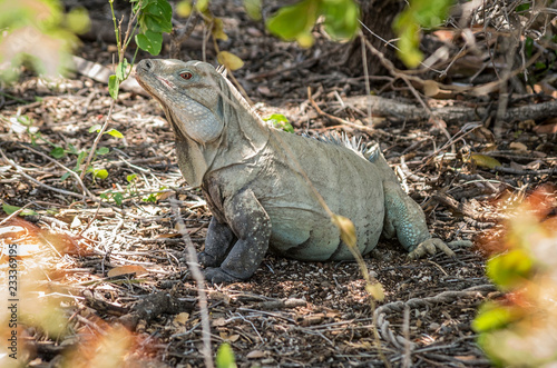 Ricord's Iguana or Cyclura ricordi, Dominican Republic