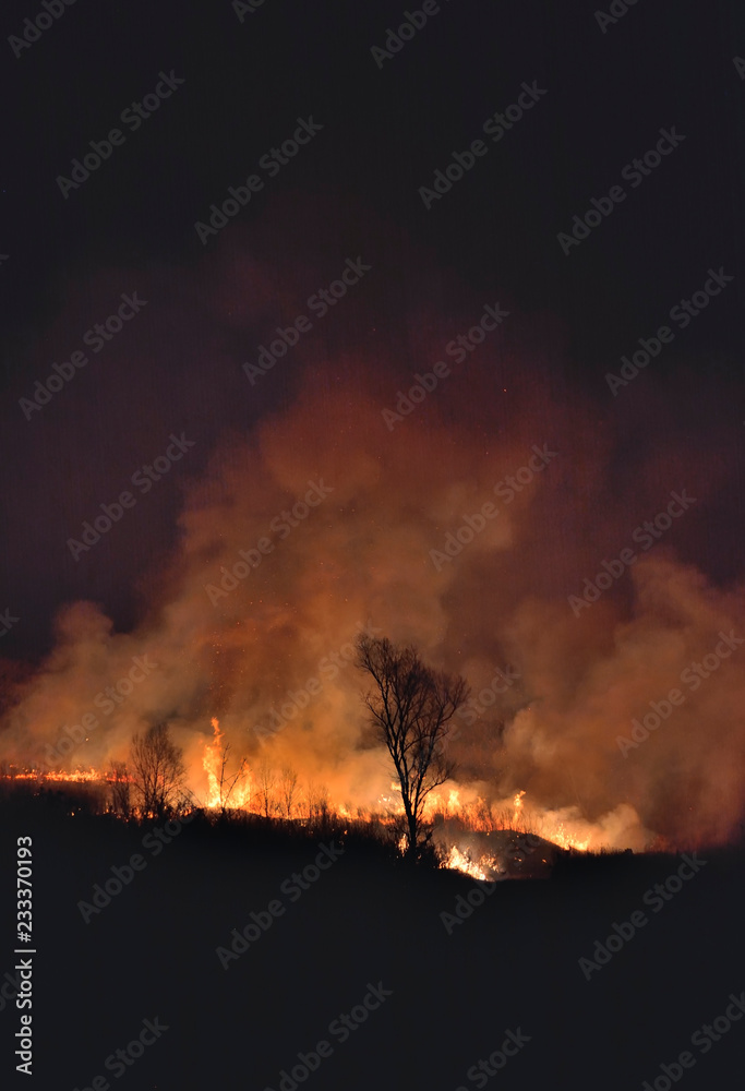 Forest fire 23