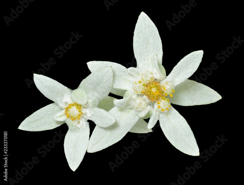 Fototapeta Naklejka Na Ścianę i Meble -  Two edelweiss 1