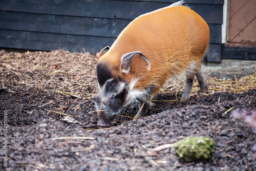 Large male bush pigs looking for edible roots going into the ground. Large male bush pigs looking for edible roots going into the ground.