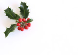 Christmas holly Ilex aquifolium isolated on white table background. Evergreen leaves with red berries. Empty space for holiday text. Decorative floral frame, web banner. Flat lay, top view.