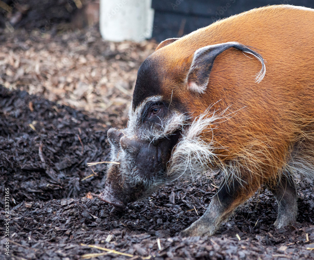 muzzle-boar-closeup-large-male-bush-pigs-looking-for-edible-roots-going