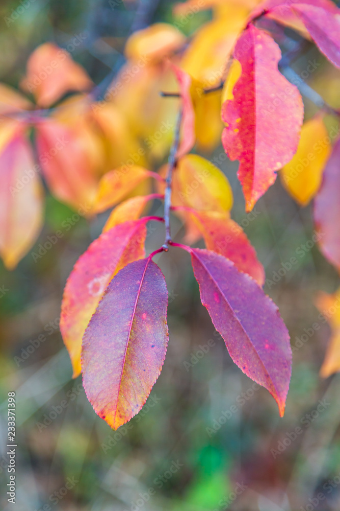 Autumn leaves Autumn leaves