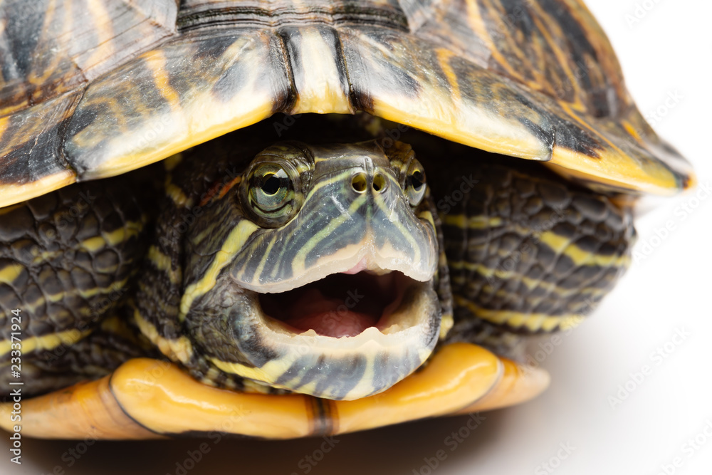 side view pet turtle red-eared slider or Trachemys scripta elegans hides its head under the shell close up side view pet turtle red-eared slider or Trachemys scripta elegans hides its head under the shell close up