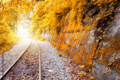 Railway track shining in golden forest