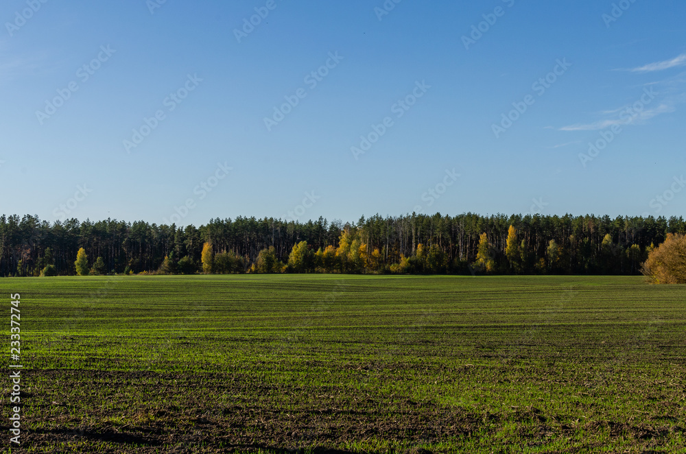 Fototapeta premium Ripening of winter cereals on a sunny autumn day. Close-up of a field with a forest in the background.
