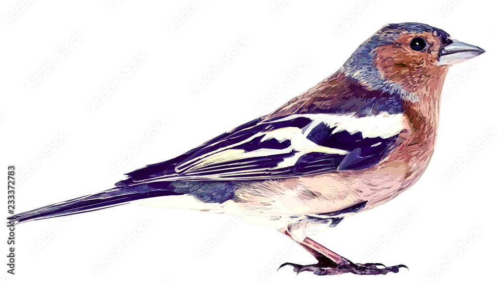 Fototapeta premium Oiseau sur fond blanc illustration peinture numérique