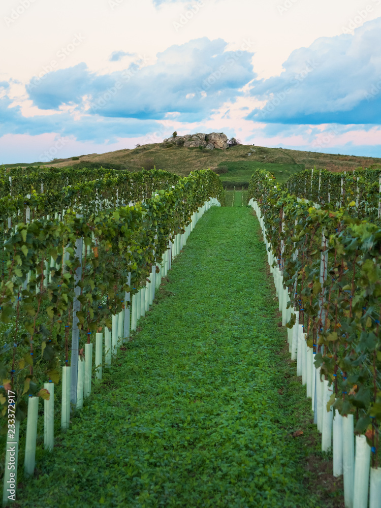Vineyard at Burgenland Austria