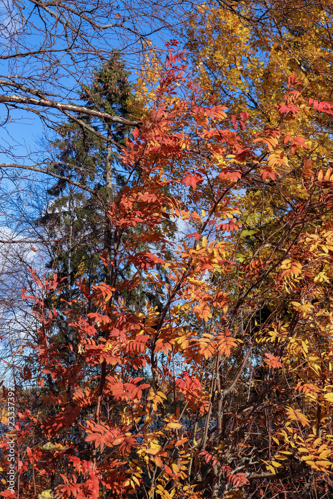 Sunny day. Bright orange leaves of mountain ash against the blue sky. Sunny day. Bright orange leaves of mountain ash against the blue sky.