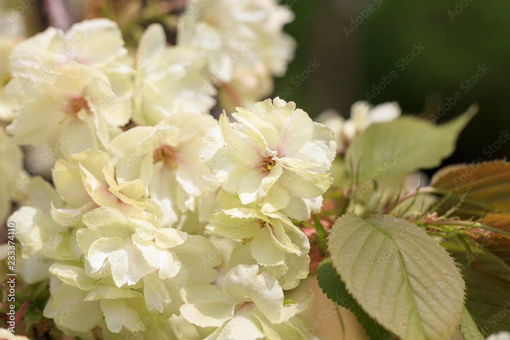 Double cherry blossoms in full bloom - Spring of Japan -