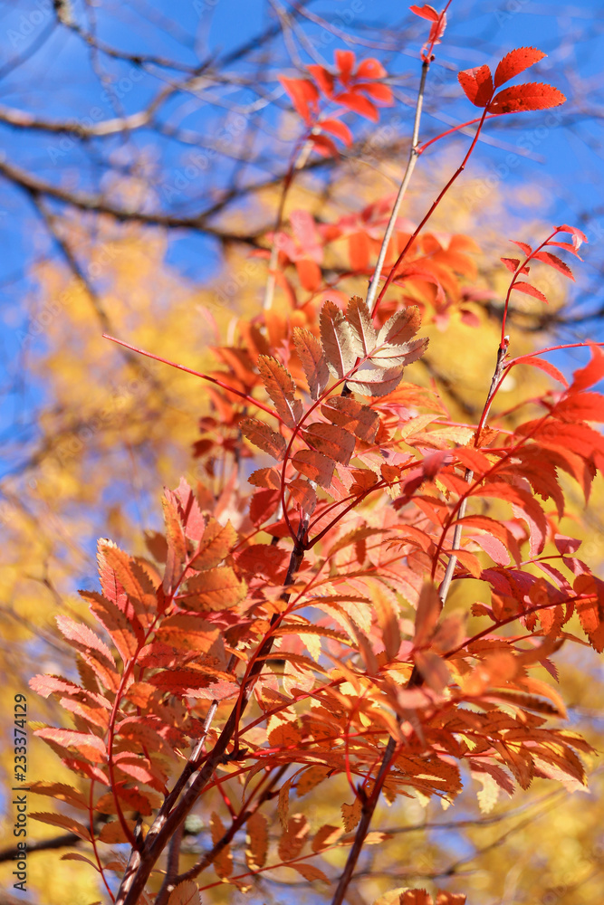 Sunny day. Bright orange leaves of mountain ash against the blue sky. Sunny day. Bright orange leaves of mountain ash against the blue sky.
