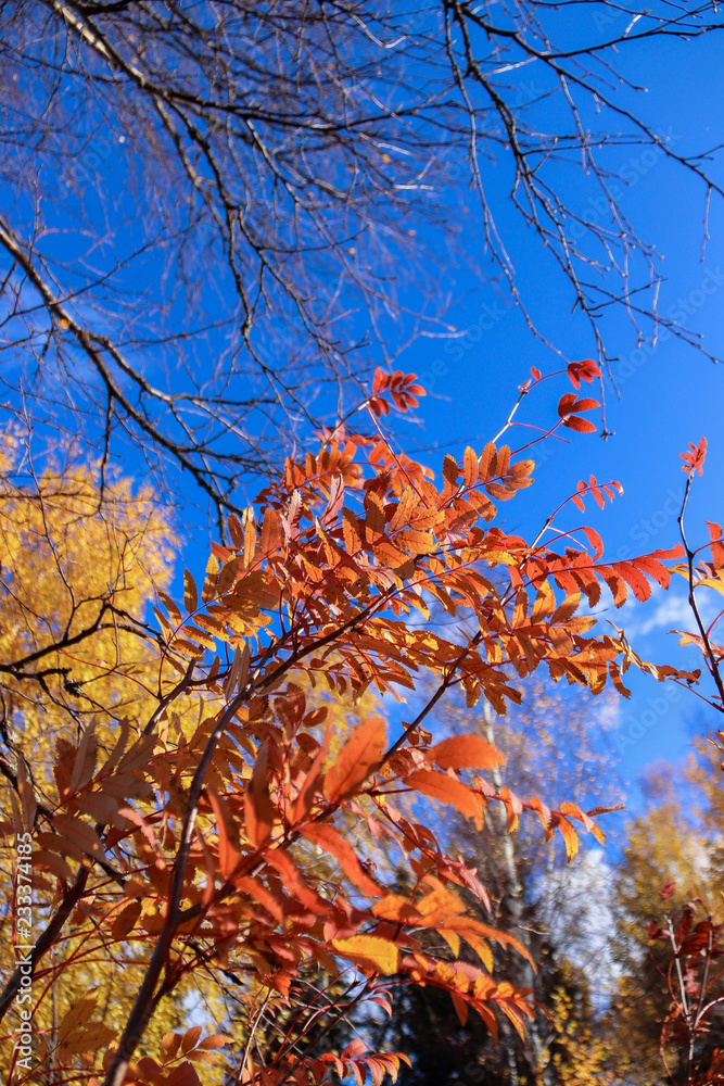 Sunny day. Bright orange leaves of mountain ash against the blue sky. Sunny day. Bright orange leaves of mountain ash against the blue sky.