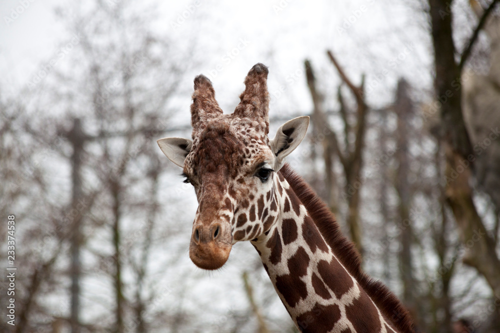 Head of an adult giraffe close-up. Giraffe in the zoo aviary Head of an adult giraffe close-up. Giraffe in the zoo aviary