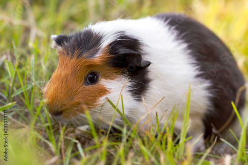 Guinea pig is eating grass at the lawn in the morning.