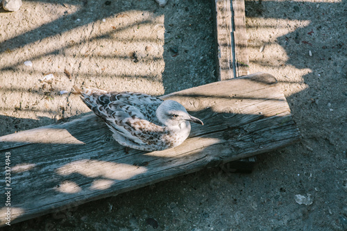Seagull on a wooden board, Istanbul, Turkey