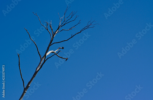 Dry tree branch on sunny day