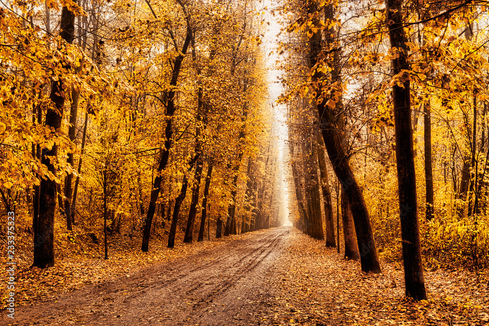 tree-lined avenue in autumn