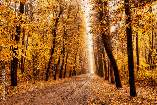 Fototapeta Naklejka Na Ścianę i Meble -  tree-lined avenue in autumn