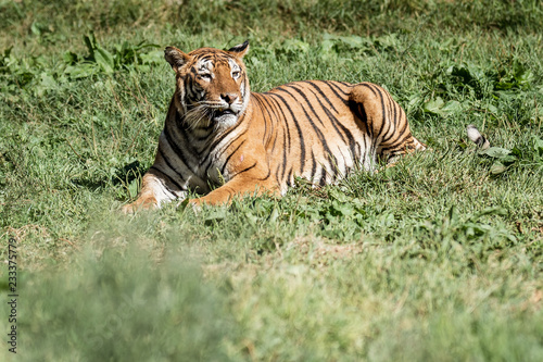 tiger lies on the grass photo