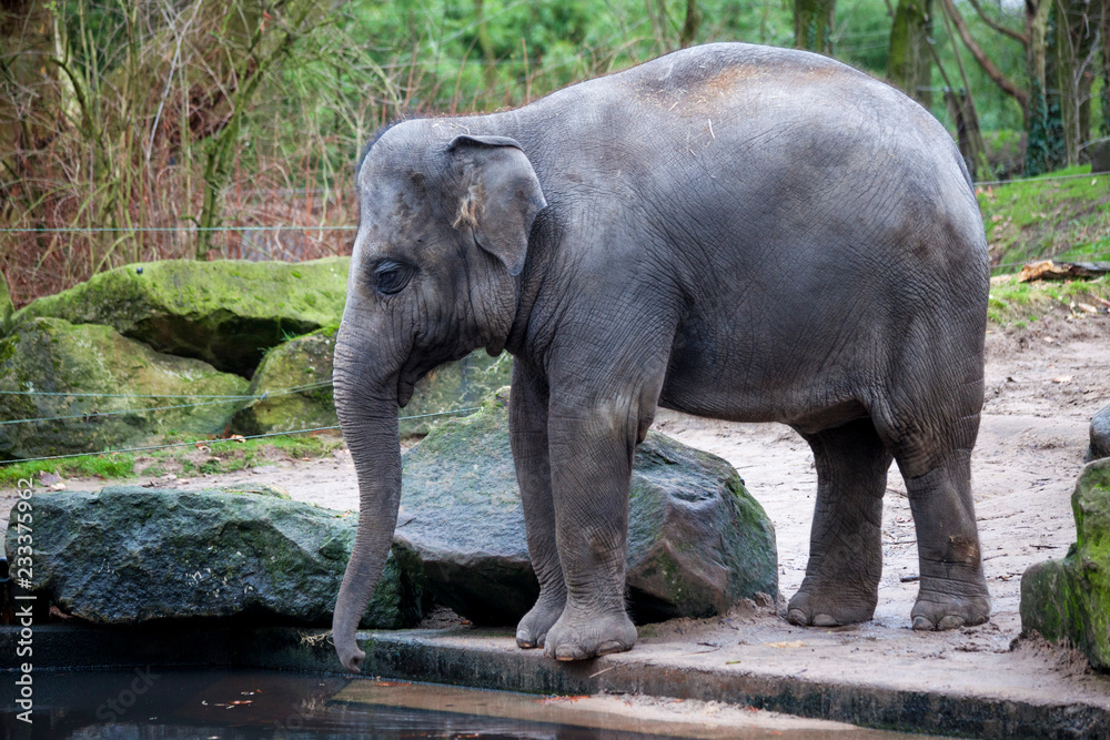 Fototapeta premium A trained elephant goes after a hard day in the jungle. Working Indian elephant goes to the watering hole in the village .