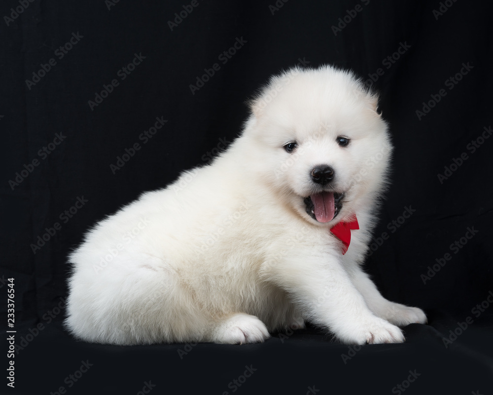 portrait of a Samoyed dog puppy