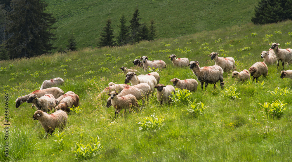 Schafe in Rumänien