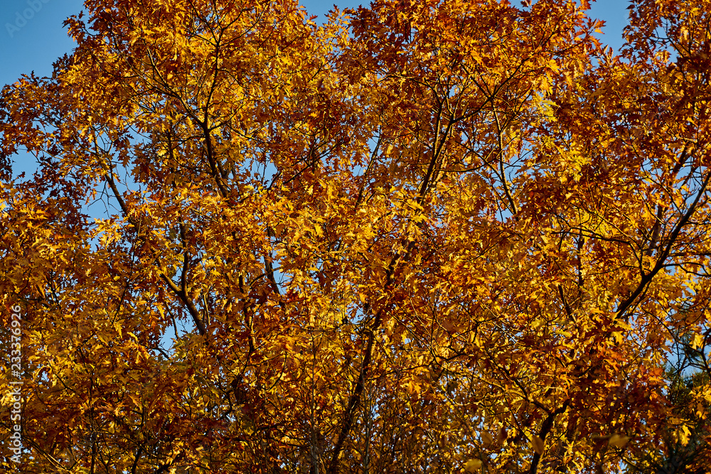 Red oak (Quércus rúbra) with yellow golden leaves in the rays of the morning sun. Yellow leaves with a red tint on the crown of an oak against the blue cloudless sky. Nature concept for design.