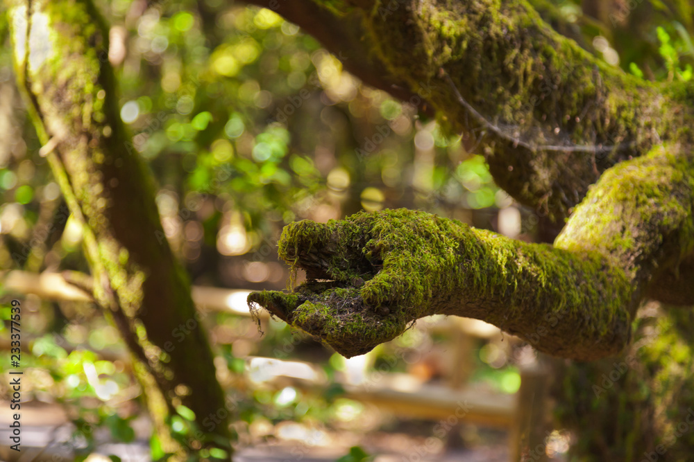 Tree like a hand at rainforest in La Gomera island - Canary Spain