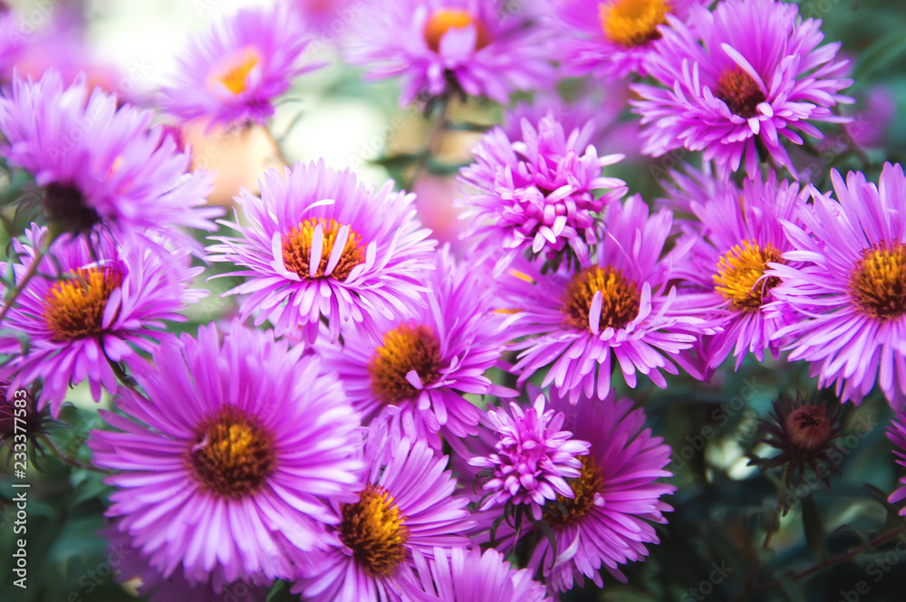 Autumn Flower - Chrysanthemum (CHRYSANTHEMUM). Close-up. Autumn Flower - Chrysanthemum (CHRYSANTHEMUM). Close-up.