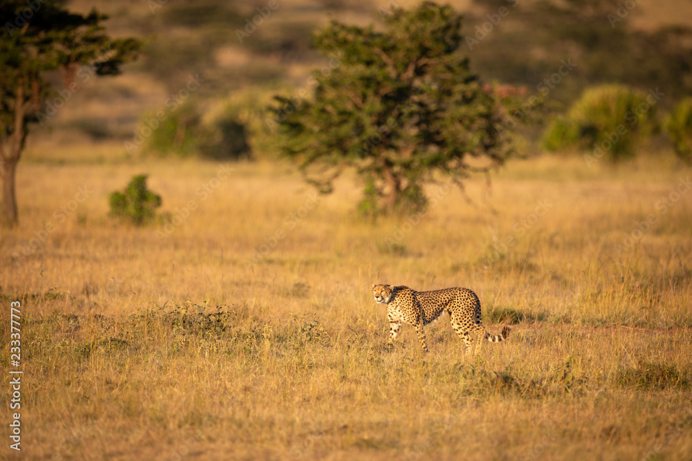 Cheetah walks through grass with trees behind Cheetah walks through grass with trees behind