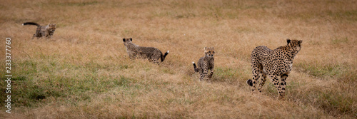 Cheetah walks through grass followed by cubs