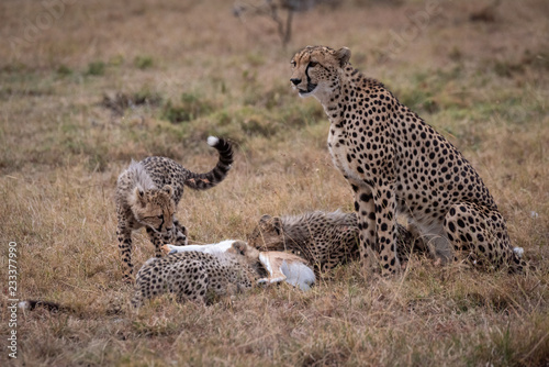 Cheetah watching as cubs eat Thomson gazelle