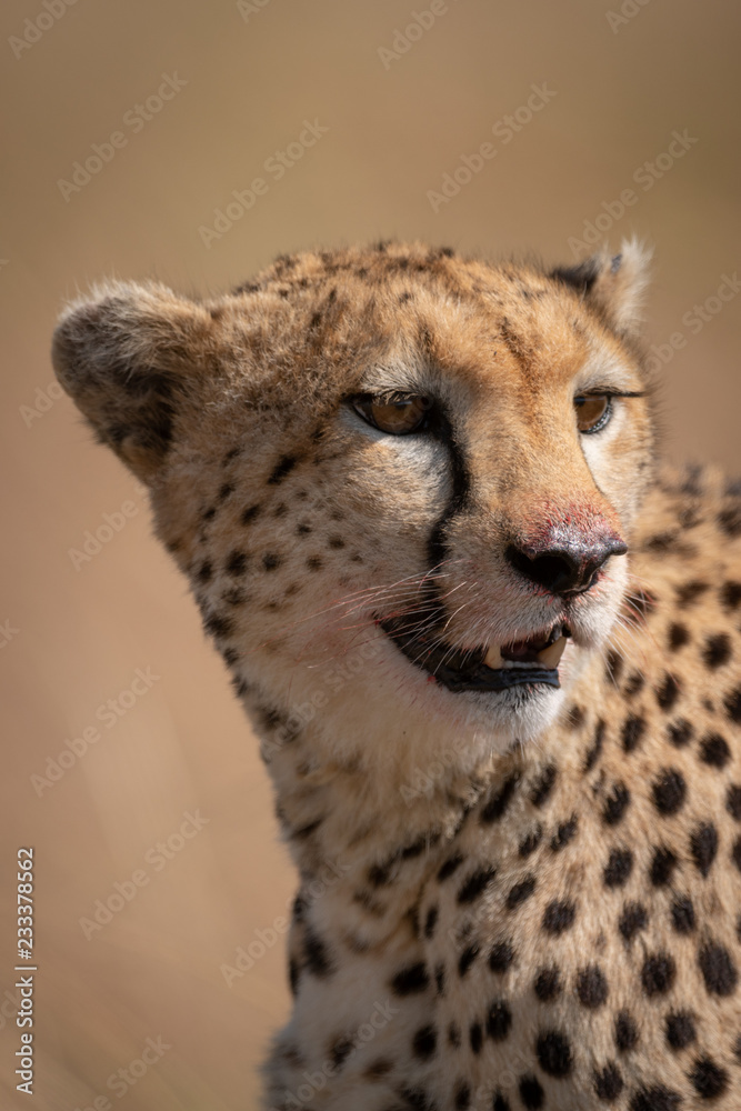 Close-up of cheetah face stained with blood