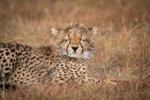 Close-up of cheetah cub with eyes closed