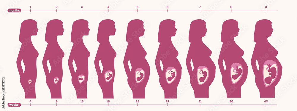 pregnancy period vector - obrazy, fototapety, plakaty 