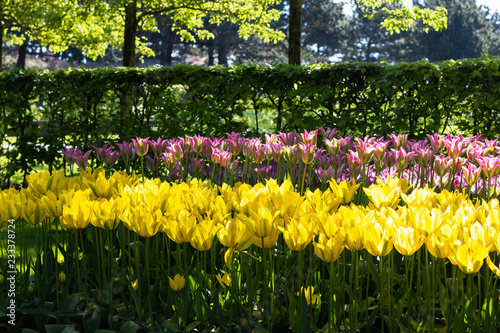 Fototapeta Naklejka Na Ścianę i Meble -  A bright and sunny flower bed with pink and yellow tulips