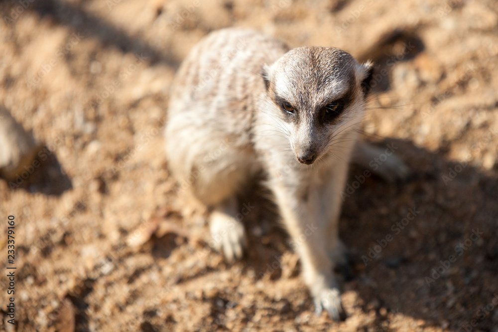Fototapeta premium PRAGUE, CZECH REPUBLIC - OCTOBER 10, 2018: Meerkats in the Prague Zoo
