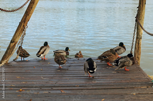 Jetty with ducks on the lake