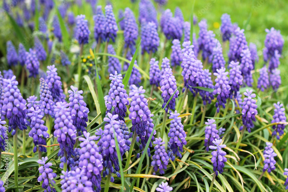 Purple flowers Purple flowers