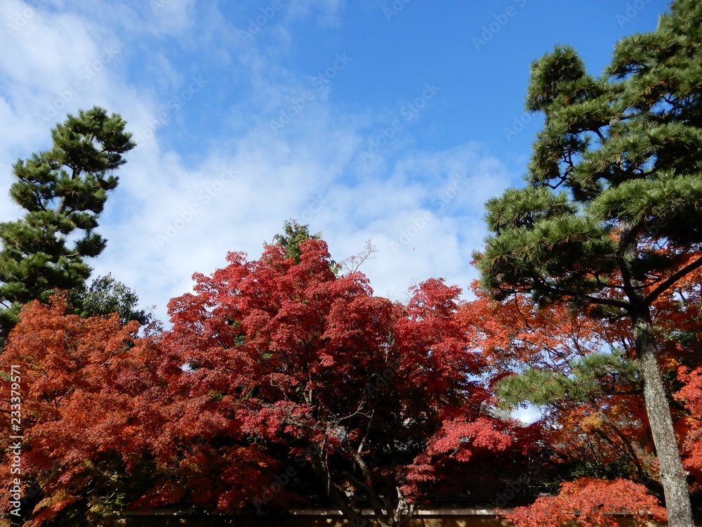 Naklejka premium 紅葉と松と青空