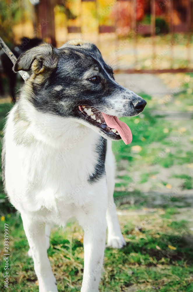 Beautiful white dog with black spots. Vertical photo. Beautiful white dog with black spots. Vertical photo.
