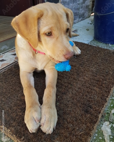 Naklejka Cachorra labradora