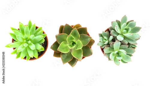 Top view green succulent cactus in pot isolate on white background, decoration concept