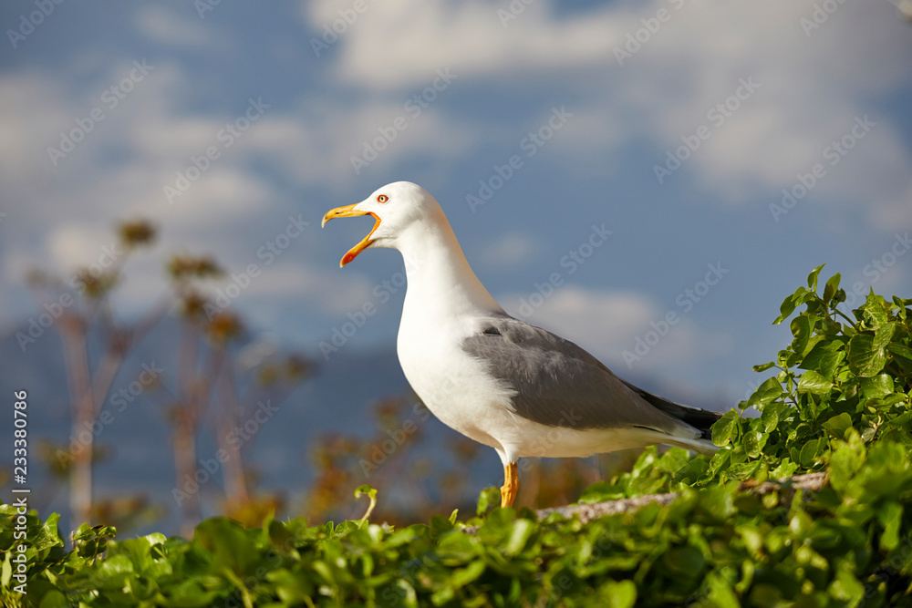 nice seagull over sky