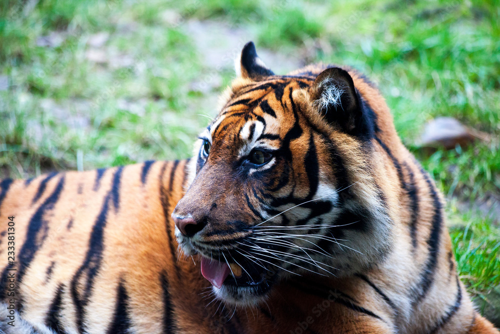 Obraz premium Muzzle Tiger closeup Tiger lying down and looking to the forest. Large fangs jaws large, bright coat color.