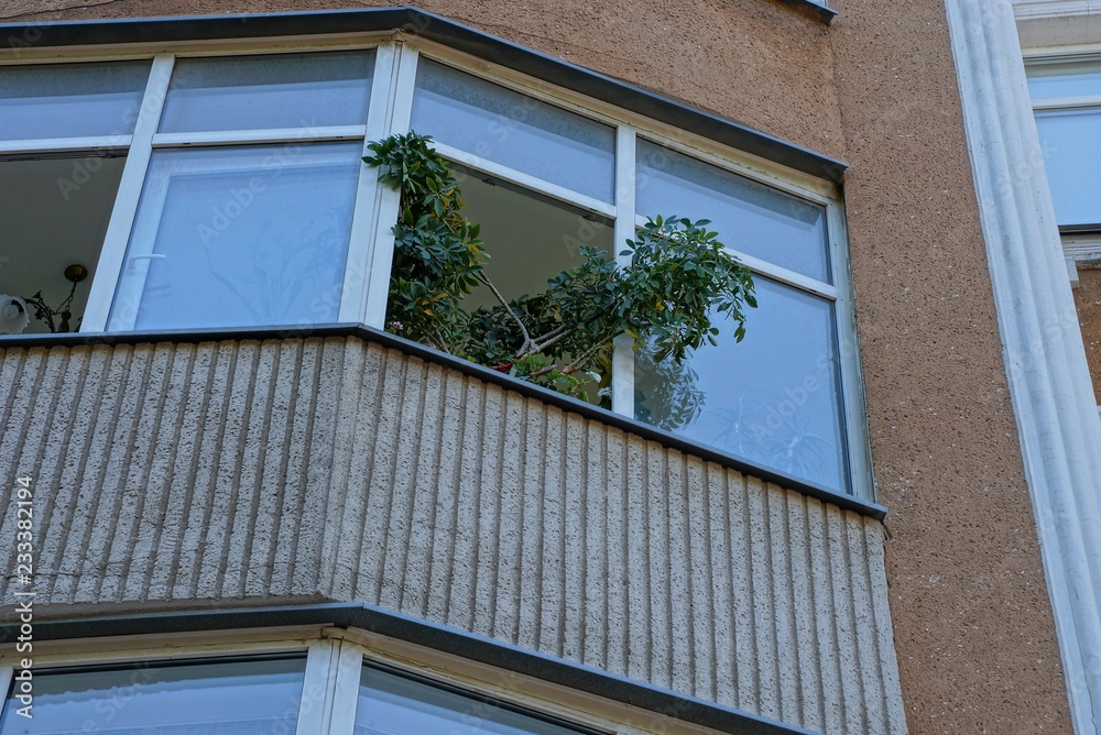 brown balcony with a branch of a decorative green plant in an open window