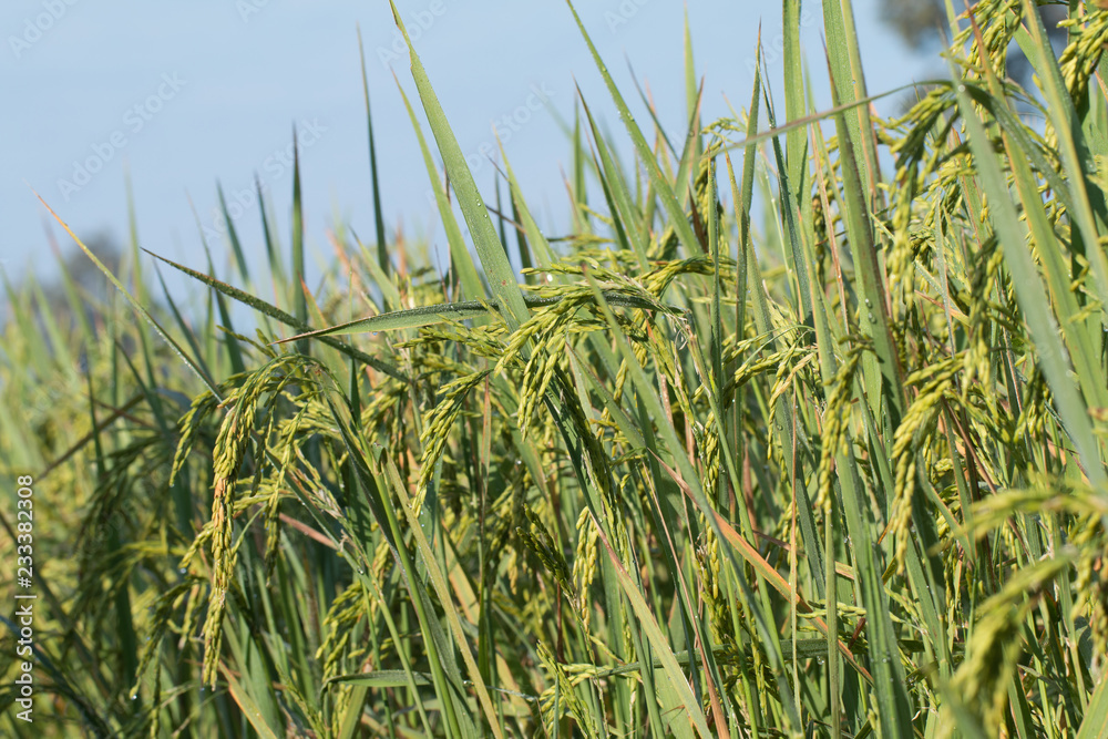 Obraz premium Paddy rice field