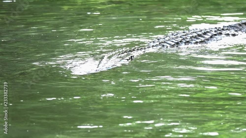 crocodile