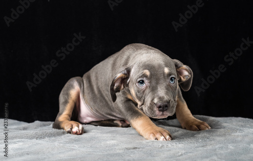 Puppy of American Bulli breed on a black background © nikolaskus